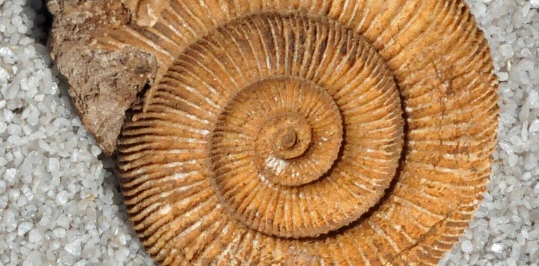 Ammonite
