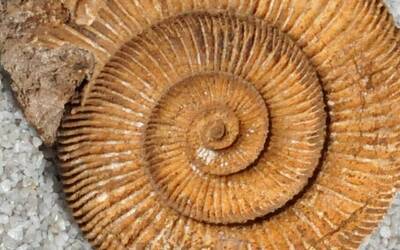 Ammonite