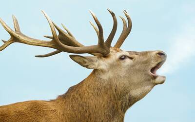 Immagine di un cervo che emette un bramito