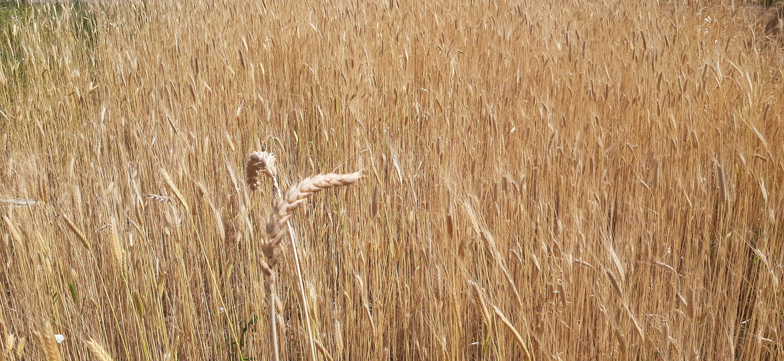 Immagine di un campo di cereali