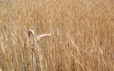 Immagine di un campo di cereali