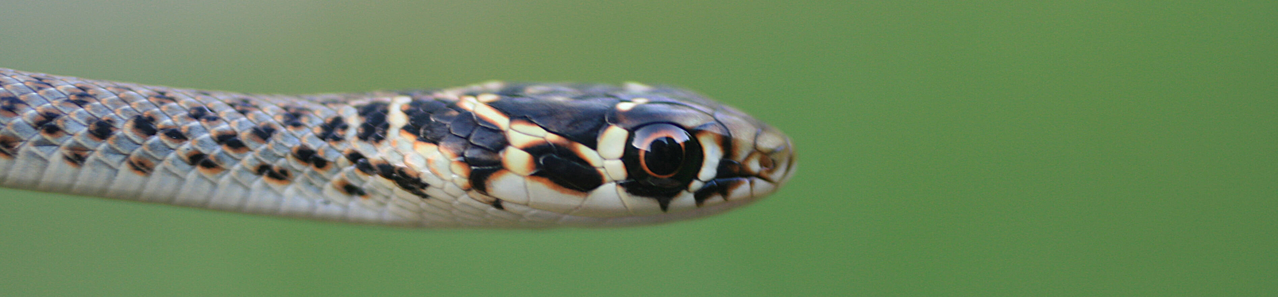 Immagine: Esploratori di Natura - Immagine di biacco