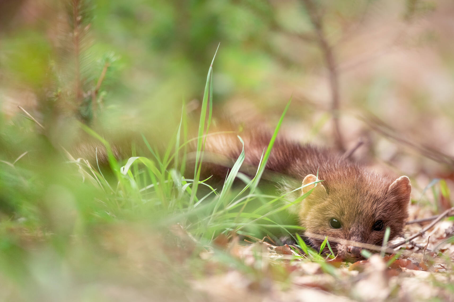 Faina Martes foina - fotografia di Domenico Ferrara
