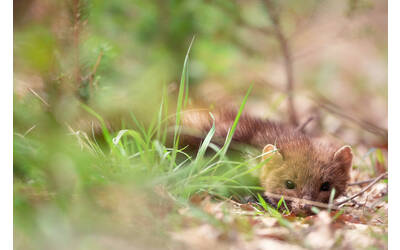 Faina Martes foina - fotografia di Domenico Ferrara