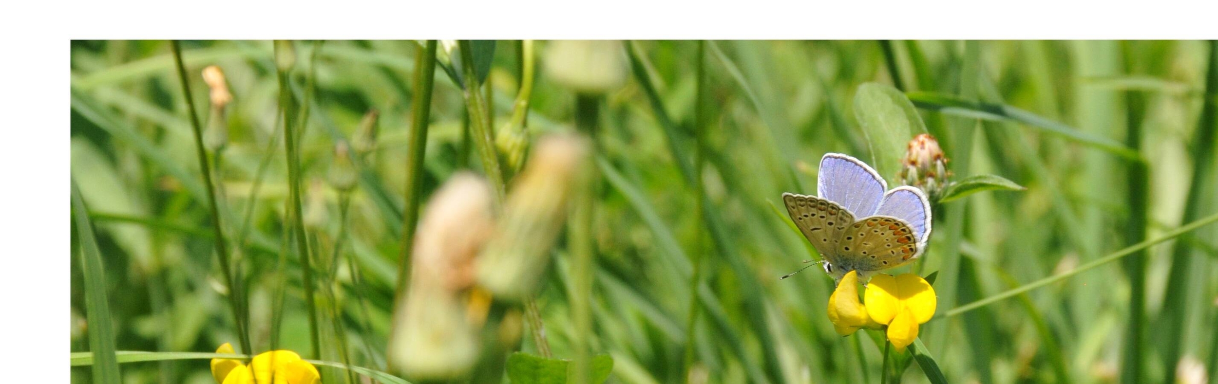 Prato verde con farfalla azzurra