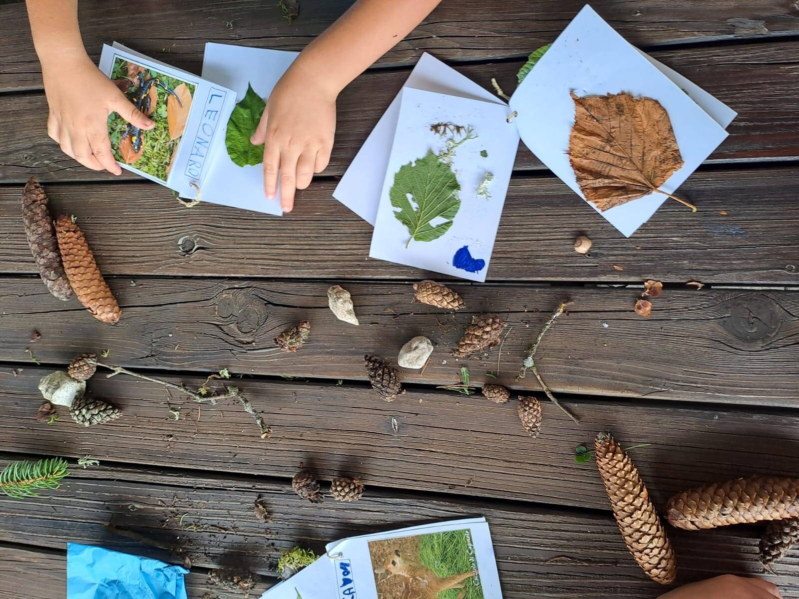 Immagine con materiali relativi a laboratorio didattico su aree protette