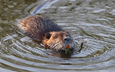 Nutria che nuota