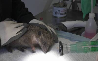 Immagine di un riccio accudito dal personale del Centro