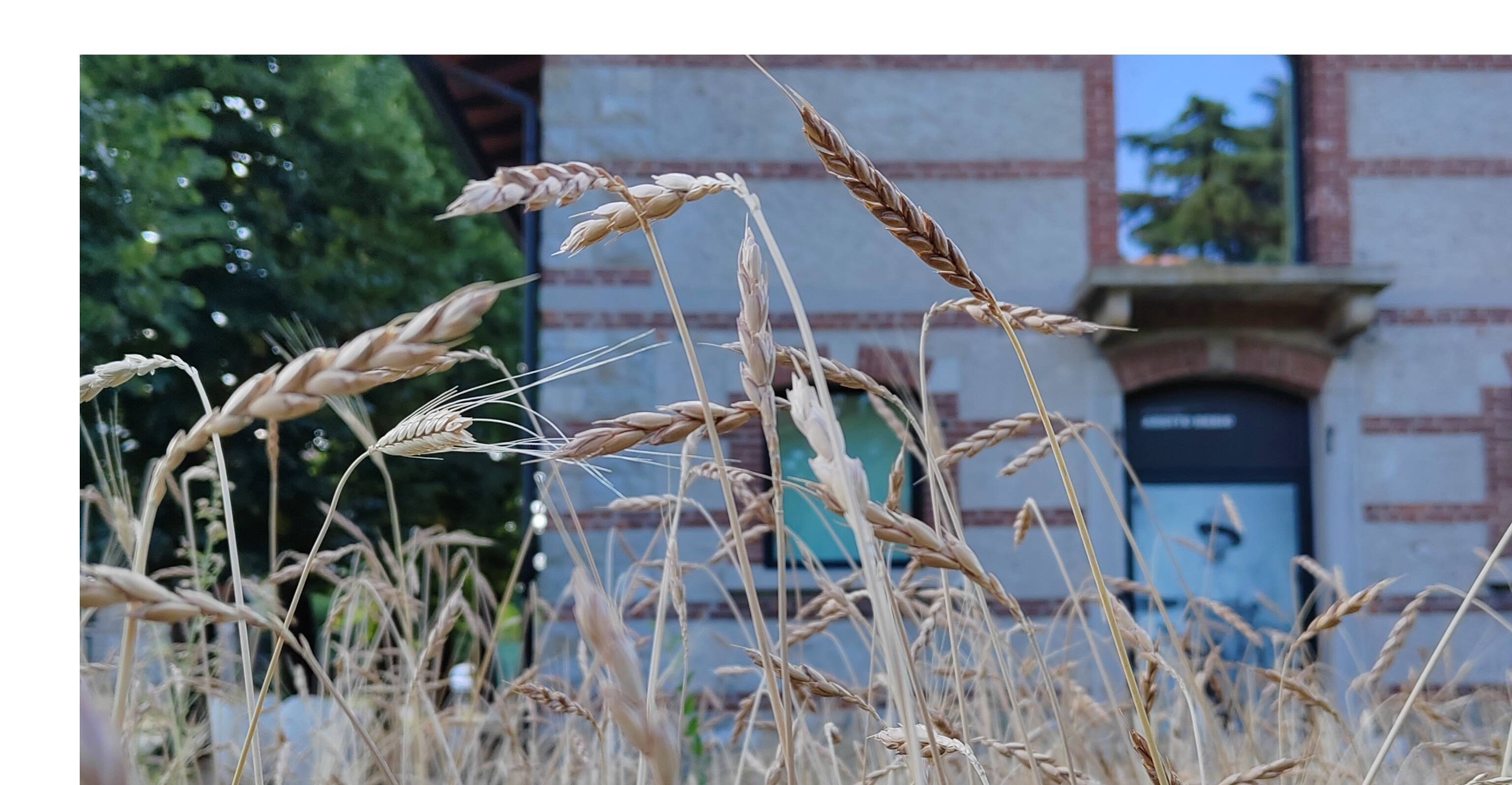 Spighe di grano con edificio sullo sfondo