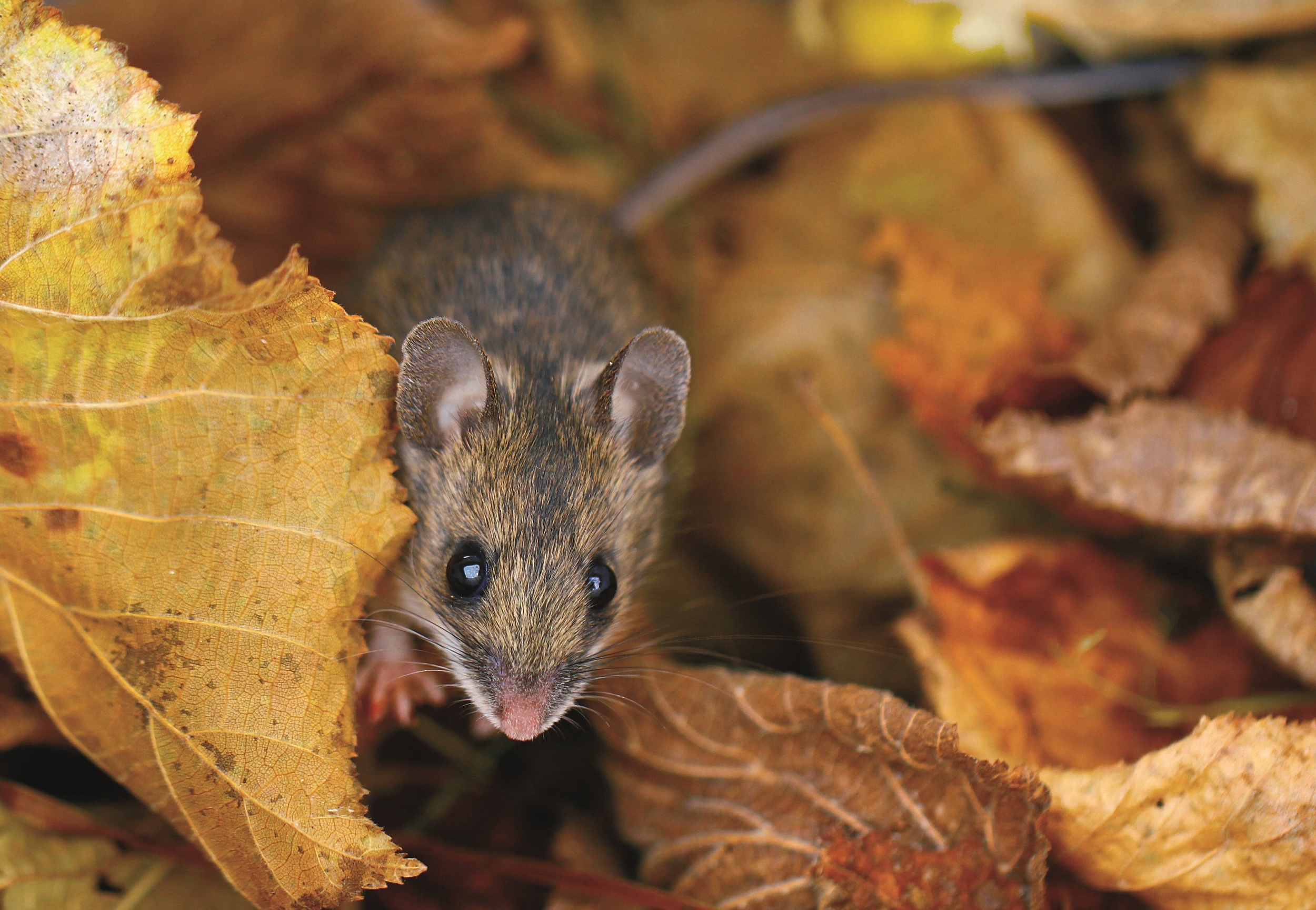 Topolino selvatico in ambiente naturale