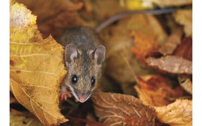 Topolino selvatico in ambiente naturale