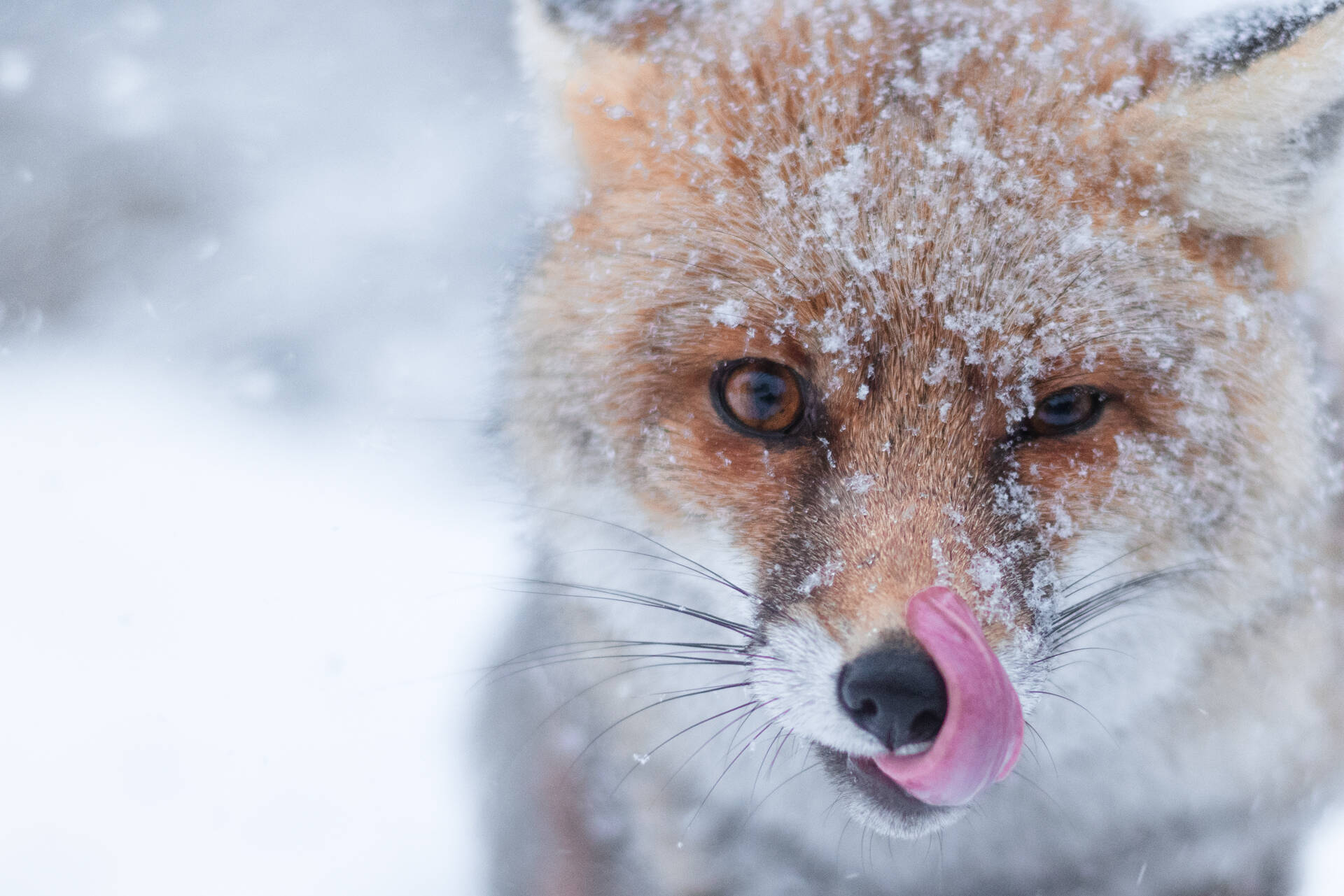 Muso di volpe in ambiente innevato - fotografia di Domenico Ferrara